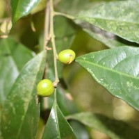 Aporosa lanceolata (Tul.) Thwaites